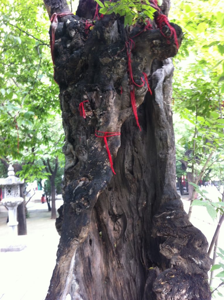 Священное дерево при даосском монастыре